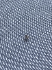 Menemerus semilimbatus