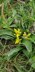 Lachenalia reflexa