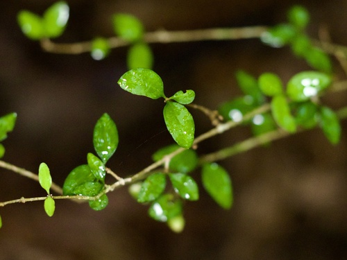 Ligustrum liukiuense, photograph 3
