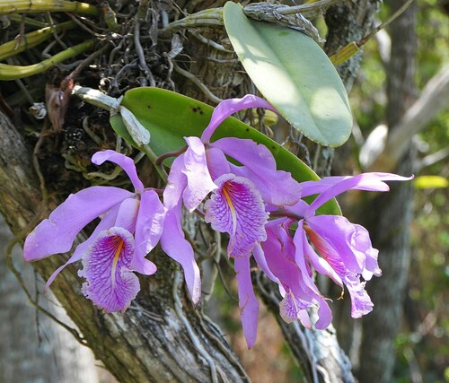 Cattleya maxima