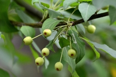 Malus baccata