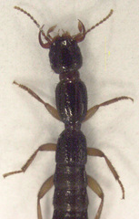 Hyperomma montanum