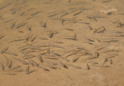 Whitefin gudgeon (Romanogobio albipinnatus) — Cyprinidae — 2