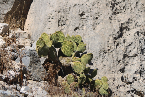 Image of Opuntia microdasys by (c) José Belem Hernández Díaz, some rights reserved (CC BY)