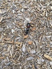 Camponotus obscuripes