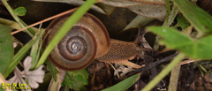 Nesiohelix samarangae