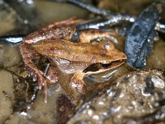 Ryukyu Brown Frog photo 4