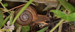 Nesiohelix samarangae