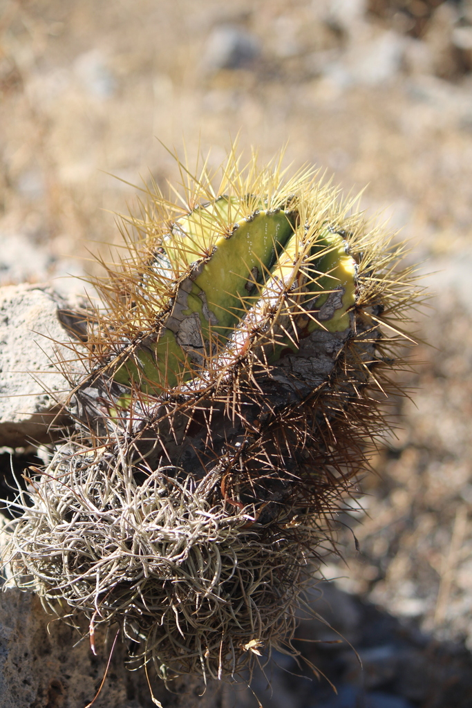 Xương rồng gai kẽm – Astrophytum ornatum
