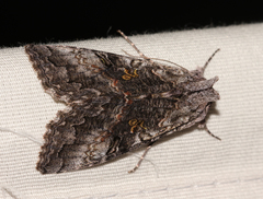 Syngrapha octoscripta