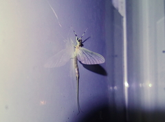 Ephemera orientalis