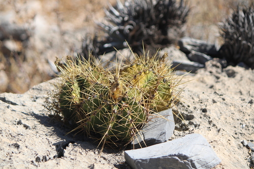 Astrophytum ornatum