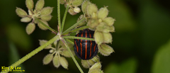 Graphosoma rubrolineatum