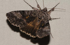 Syngrapha octoscripta