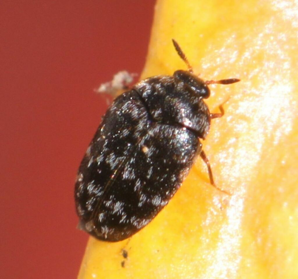 Glabrous Cabinet Beetle