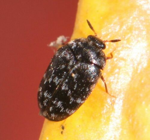 Glabrous Cabinet Beetle