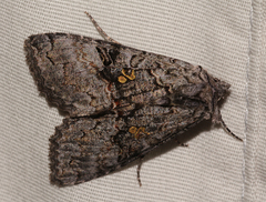 Syngrapha octoscripta