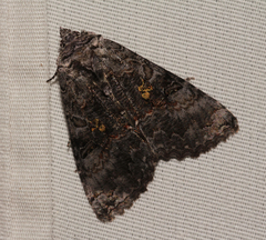 Syngrapha octoscripta