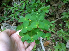 Euphorbia tauricola