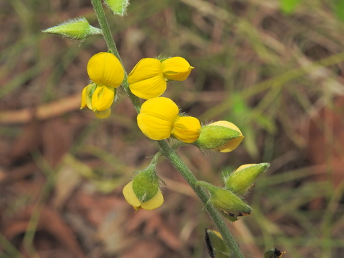 Image of Crotalaria montana by (c) Scott W. Gavins, some rights reserved (CC BY)