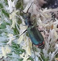 Malachius bipustulatus