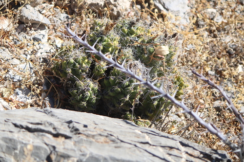 Thelocactus leucacanthus