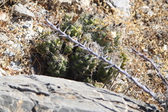 Thelocactus leucacanthus