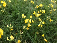 Lotus corniculatus
