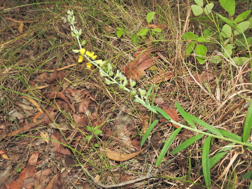 Image of Crotalaria montana by (c) Scott W. Gavins, some rights reserved (CC BY)