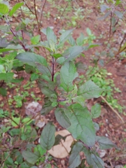 Ocimum tenuiflorum