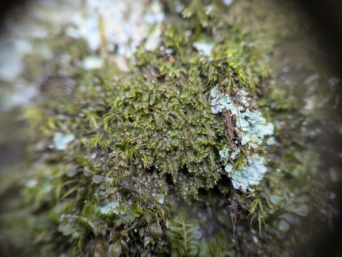 Stipular Flapwort (Harpanthus scutatus)