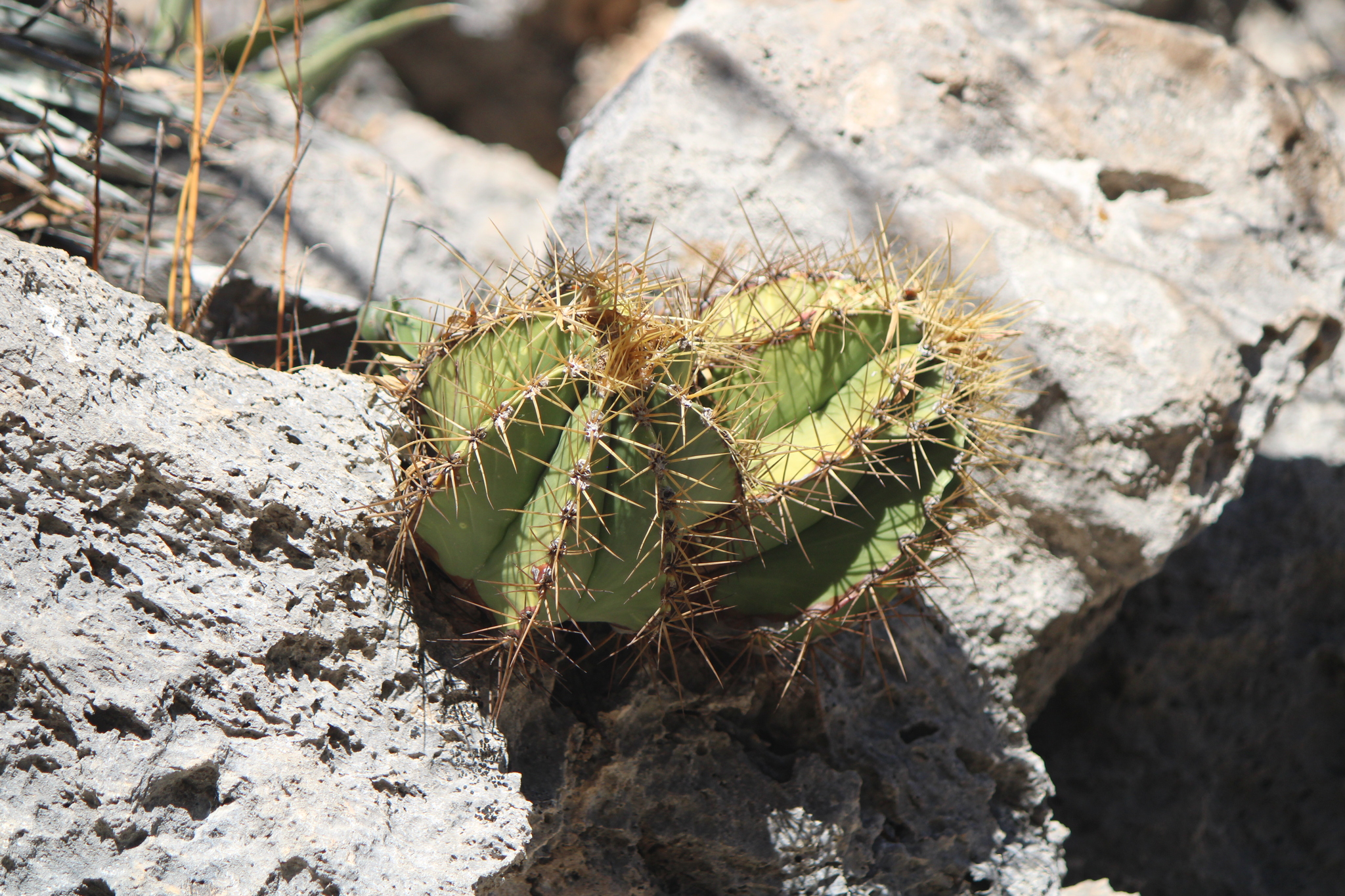 Monk's-Hood (Astrophytum ornatum)