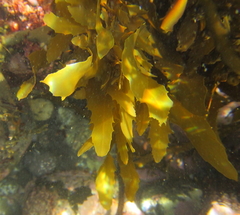 Sargassum sinclairii