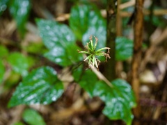 Ainsliaea macroclinidioides, photograph (c) りなべる, some rights reserved (CC BY)