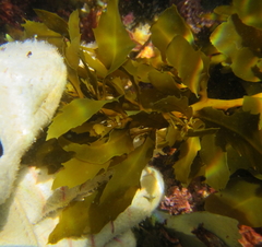 Sargassum sinclairii