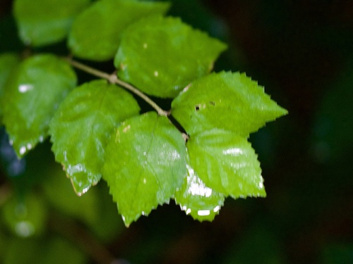 Callicarpa oshimensis iNat (2)