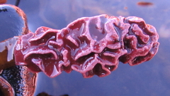 Lithophyllum carpophylli