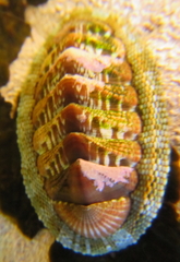 Sypharochiton sinclairi