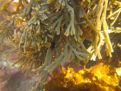 Xiphophora chondrophylla