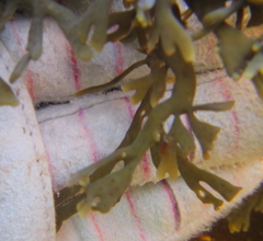 Xiphophora chondrophylla