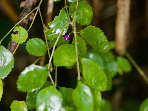 Callicarpa oshimensis iNat (1)