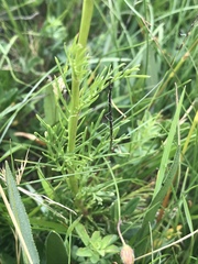 Jacobaea abrotanifolia