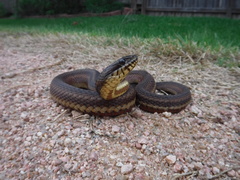 Nerodia clarkii clarkii