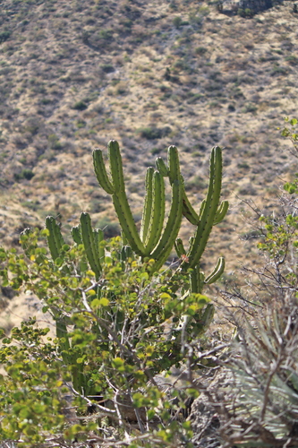 Image of Bilberry cactus by (c) José Belem Hernández Díaz, some rights reserved (CC BY)