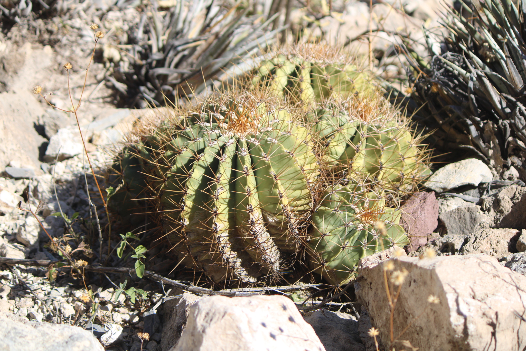 Emory's Barrel Cactus (Ferocactus echidne)