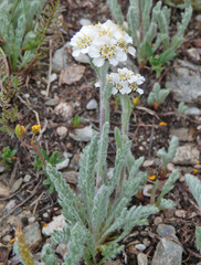 Achillea nana