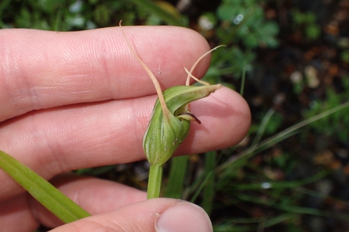 Image of Pterostylis montana by (c) Oscar Dove, some rights reserved (CC BY)