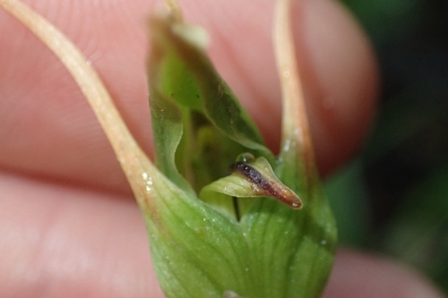 Image of Pterostylis montana by (c) Oscar Dove, some rights reserved (CC BY)