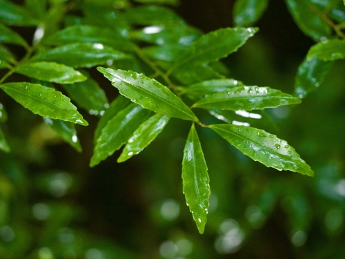 Ilex maximowicziana iNat (2)