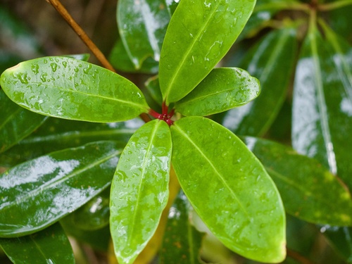 Daphniphyllum teijsmannii, photograph 2